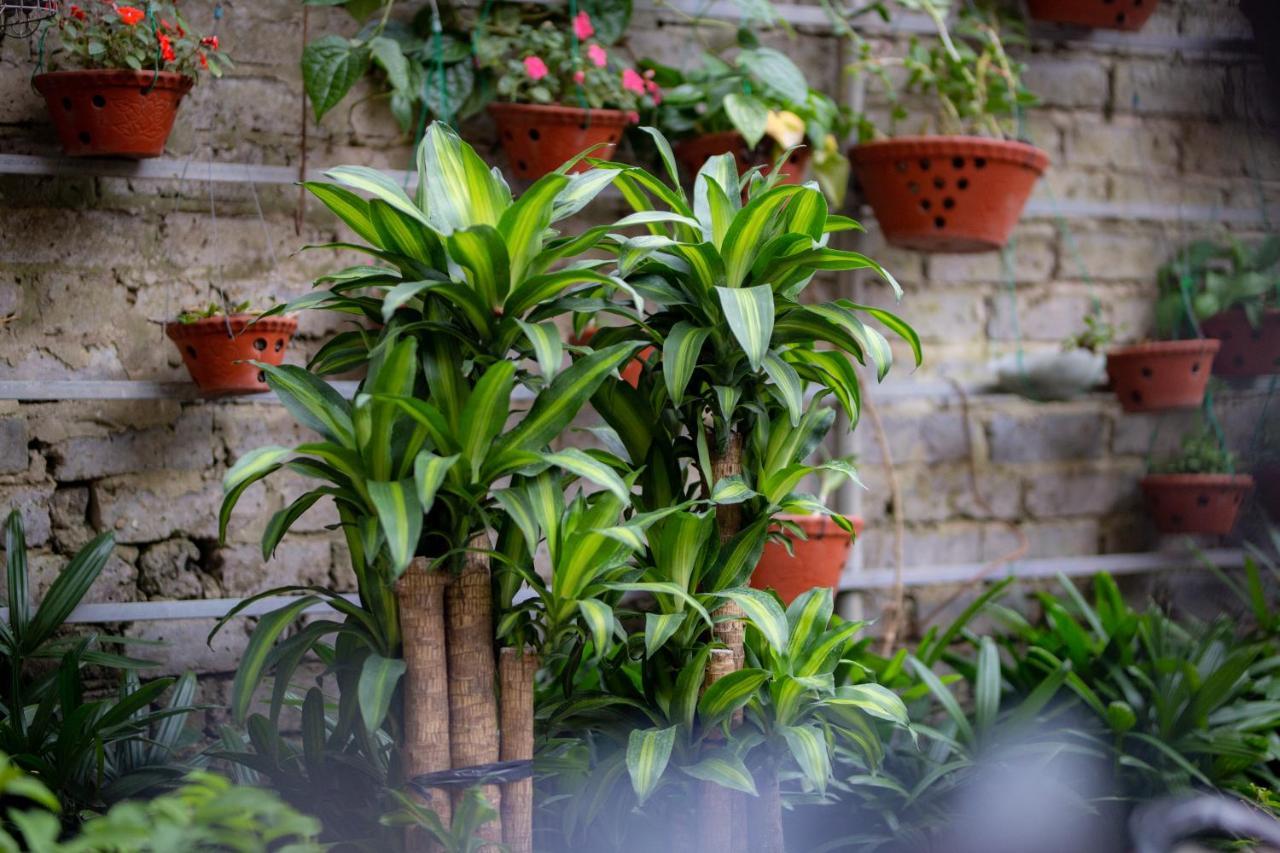Lys Homestay Ninh Bình Extérieur photo